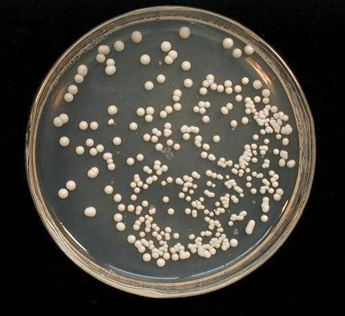 Colony Counter