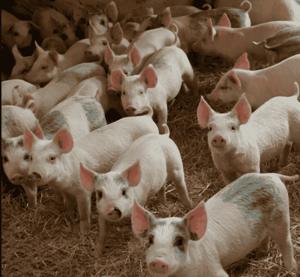 Pigs