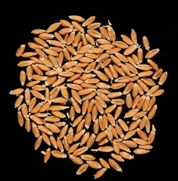 Seeds