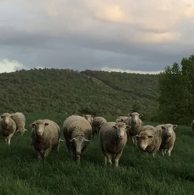 Sheep herd