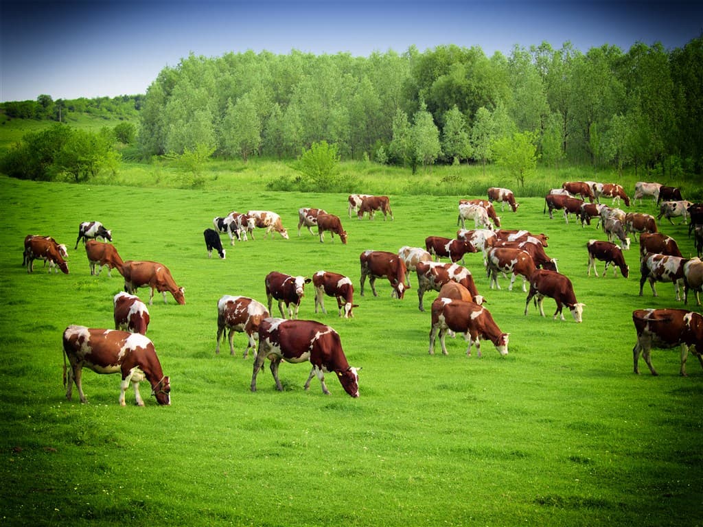 Cattle in Pasture